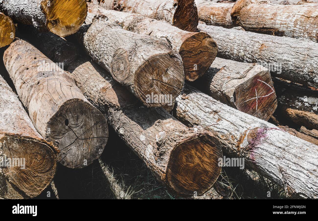 Bois en bois massif de Hopea odorata empilé avec éclairage extérieur au soleil. Banque D'Images