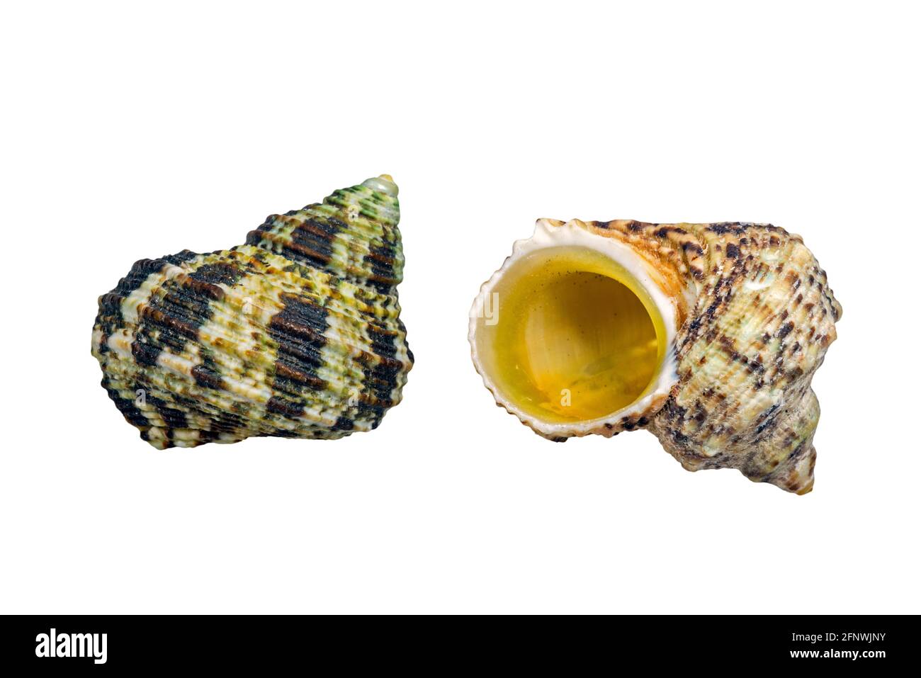 Turban strié (Turbo intercostalis), escargot de mer tropical, mollusque de gastropodes marin originaire de l'océan Indo-Pacifique sur fond blanc Banque D'Images