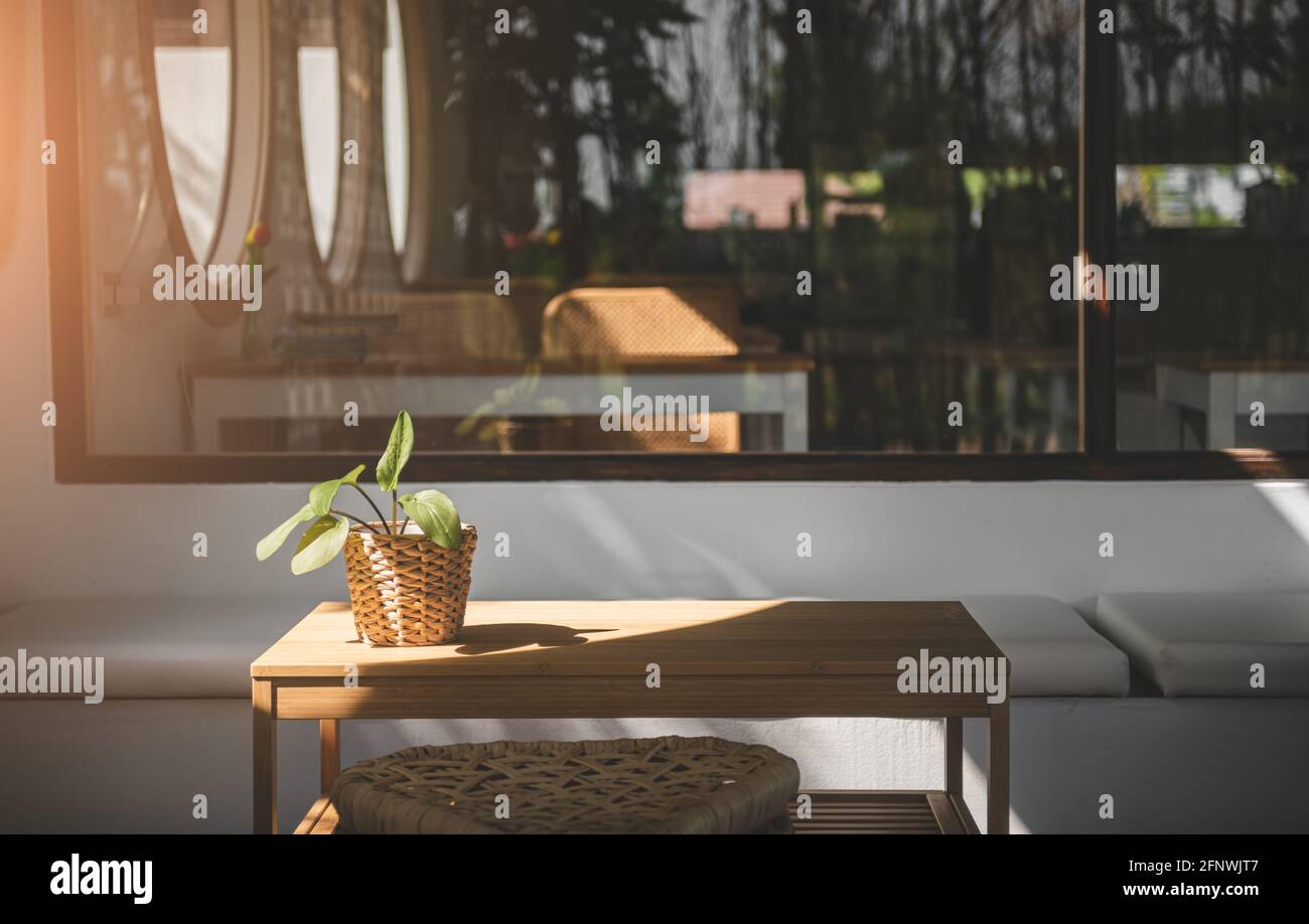 Plante en pot sur la table avec lumière du soleil et ombre. Banque D'Images