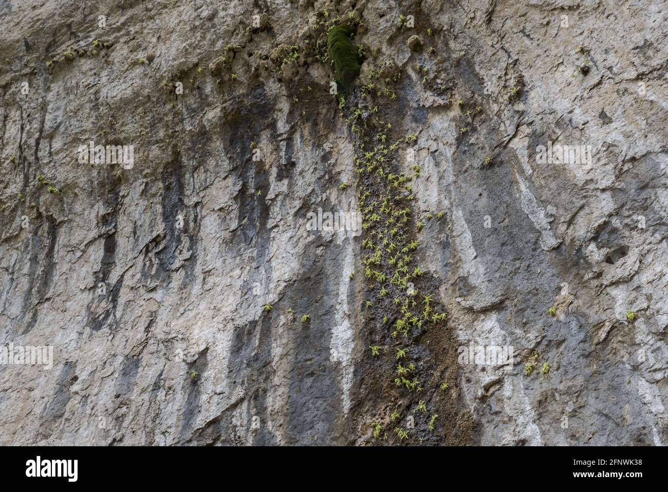 Butterworts, Pinguicula mundi, poussant sur un mur de roche humide dans la gorge de Beteta, province de Cuenca, Espagne Banque D'Images