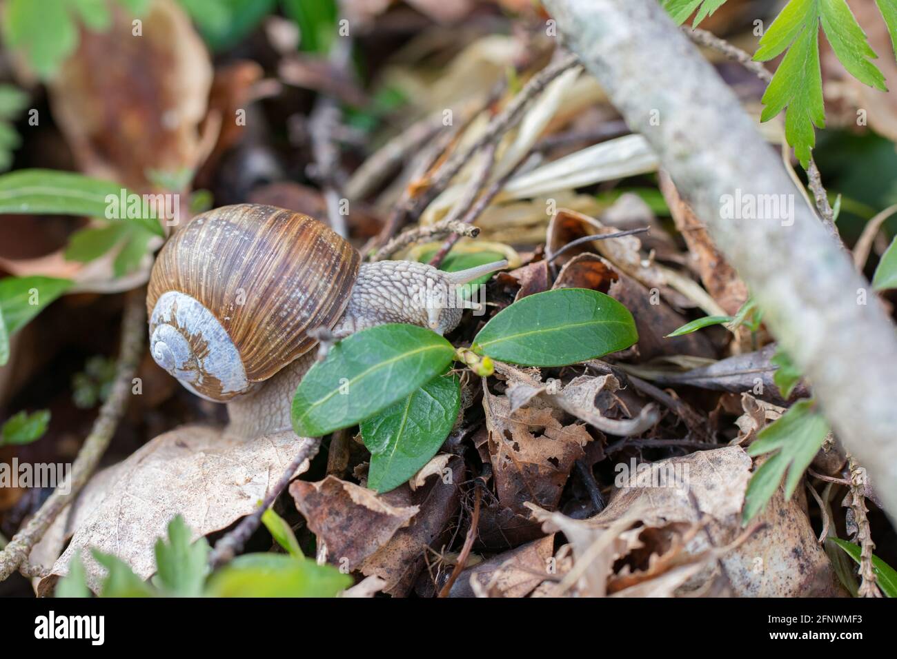Escargot de Bourgogne (Helix pomatia) rampant dans la forêt Banque D'Images