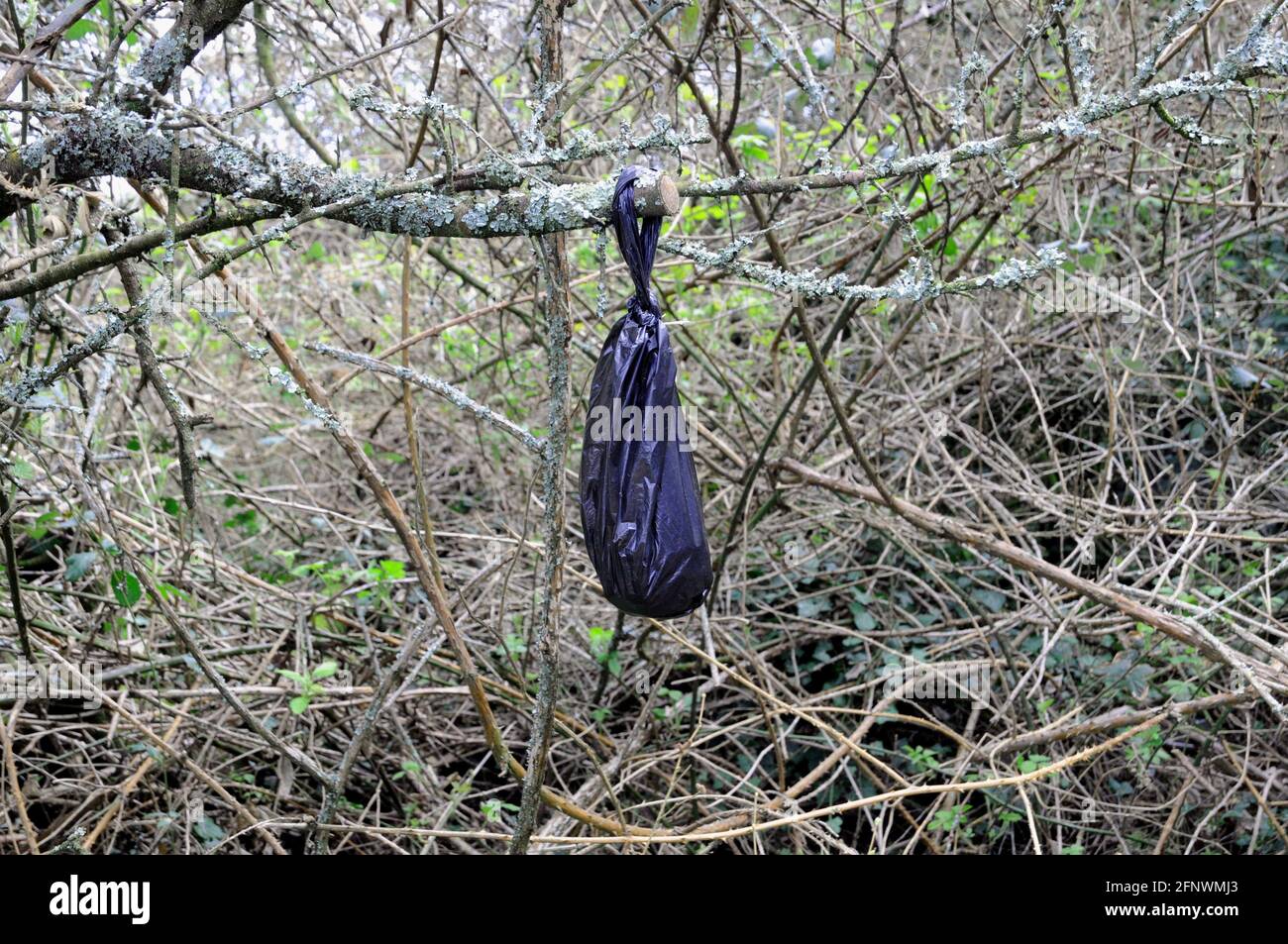 Un sac noir, contenant probablement des fèces de chien, suspendu d'un Bush le long d'un chemin dans la campagne est du Sussex. Banque D'Images