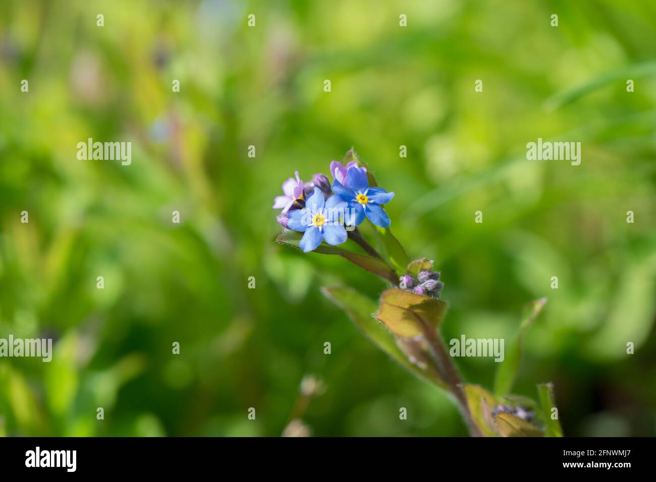 Fleurs Blue True Forget-Me-Not (Myosotis scorpioides) à fond vert Banque D'Images