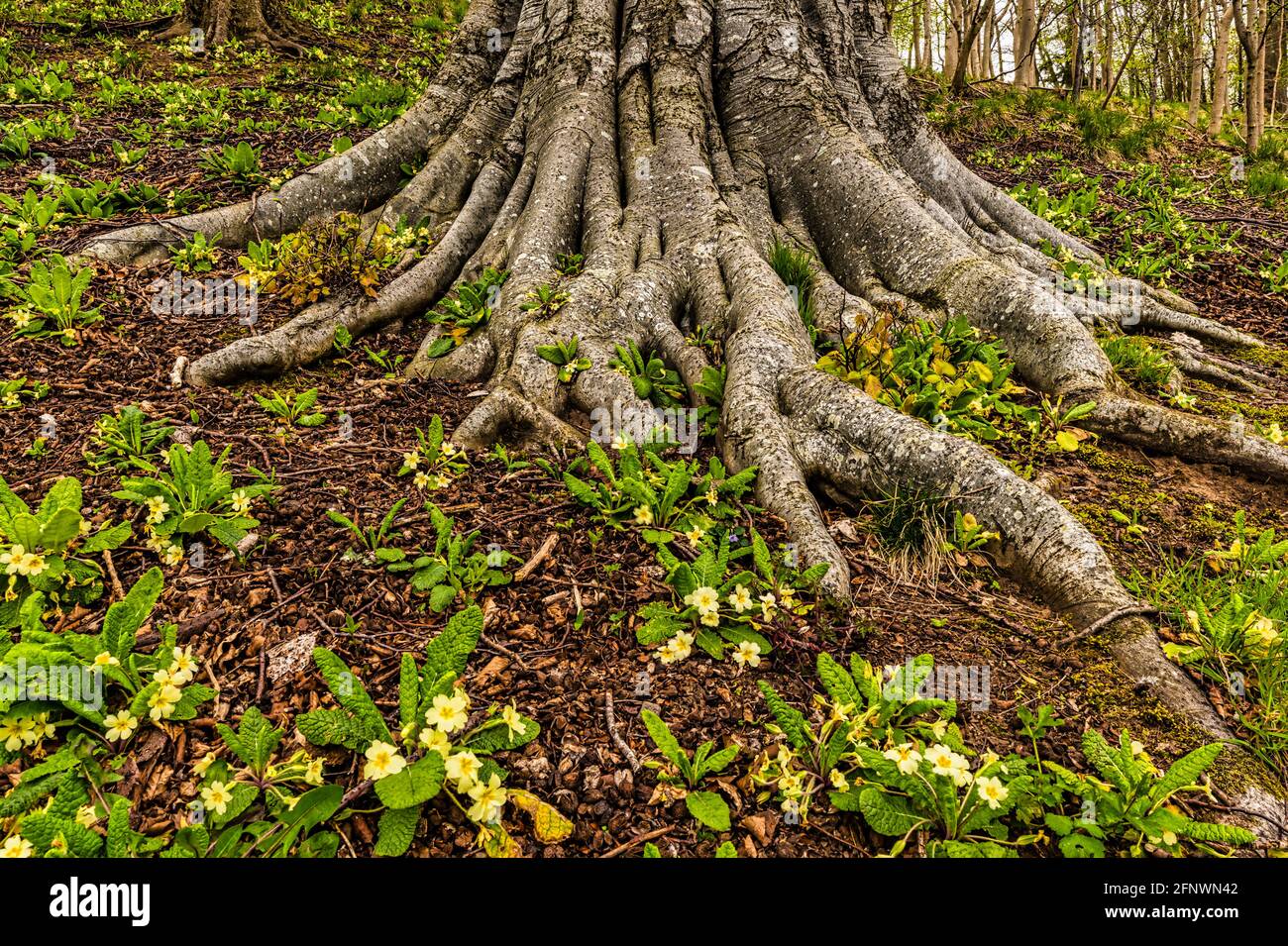 primula vulgaris (primula vulgaris) sur terrain boisé par les racines d'un hêtre mature dans les bois, Lothian est, Écosse, Royaume-Uni Banque D'Images