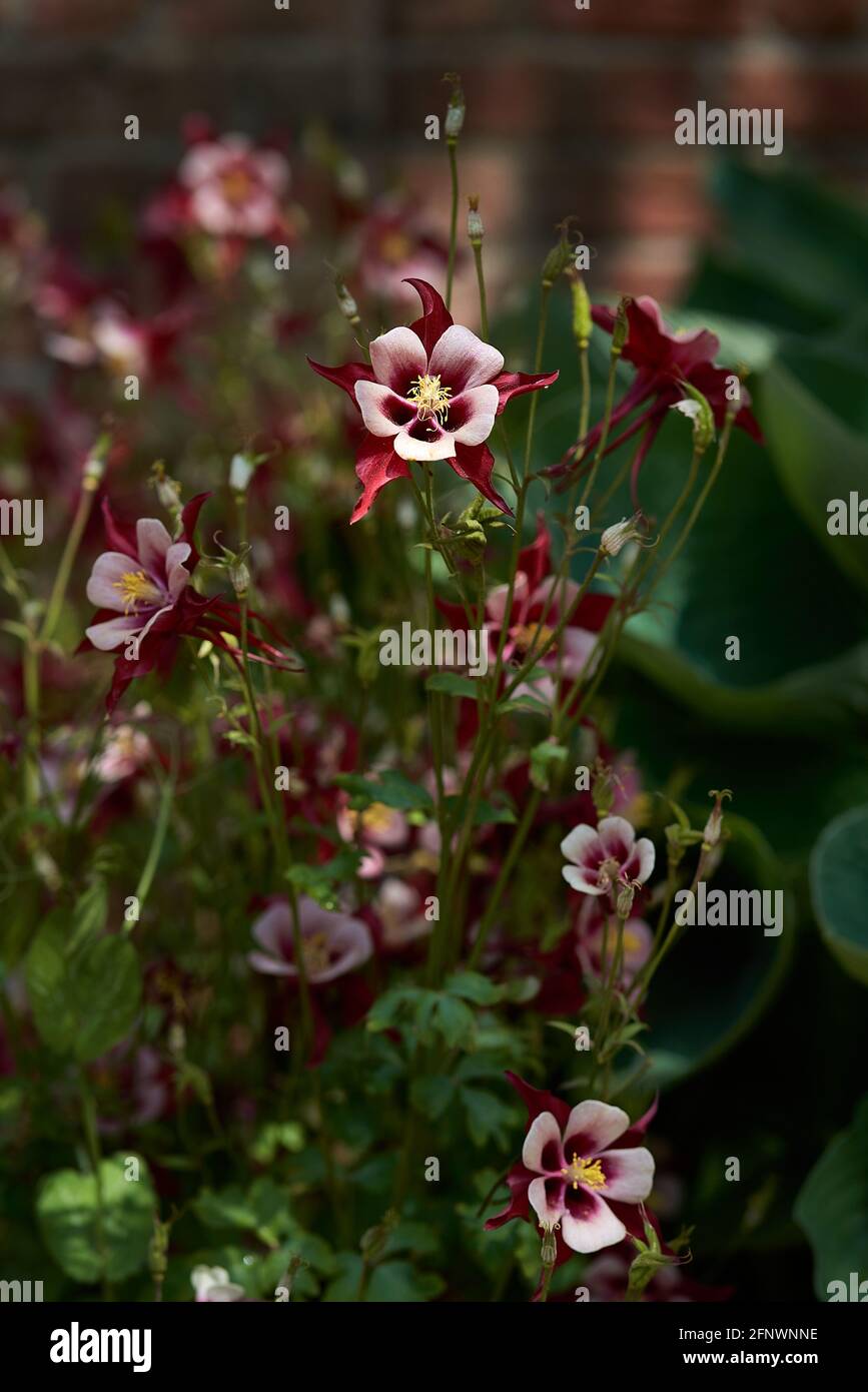 Origami Rose et White Columbine contre mur de brique Banque D'Images