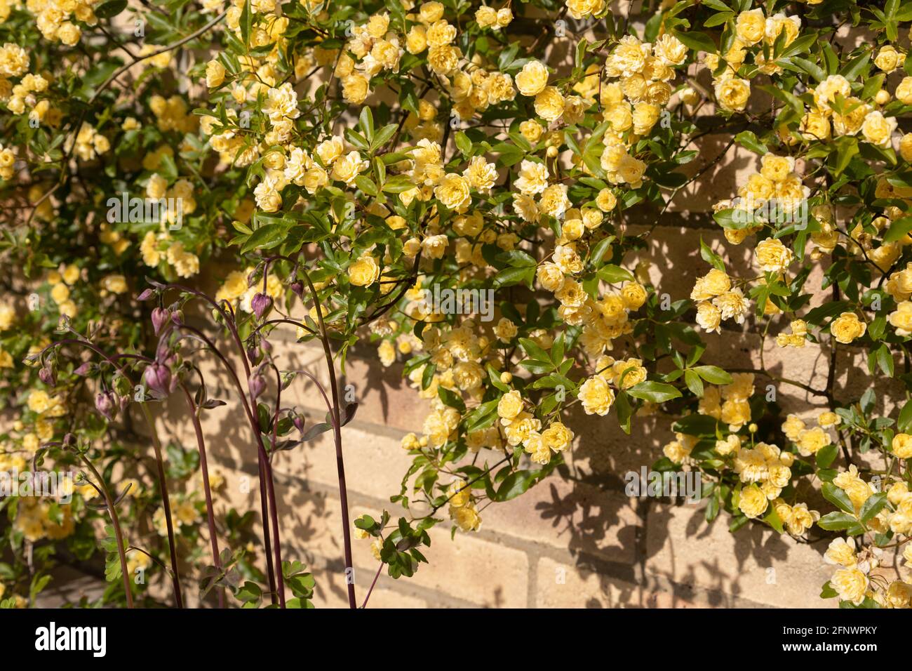 Masse de roses - Rosa banksiae Lutea (rose des bancs jaunes) Avec des colonnes (Aquilegia) au premier plan Banque D'Images