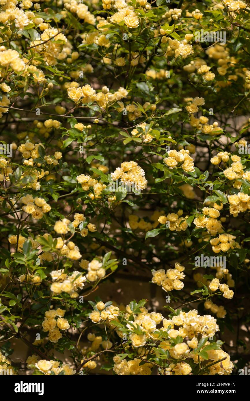 Masse de roses - Rosa banksiae Lutea (rose des bancs jaunes) Banque D'Images