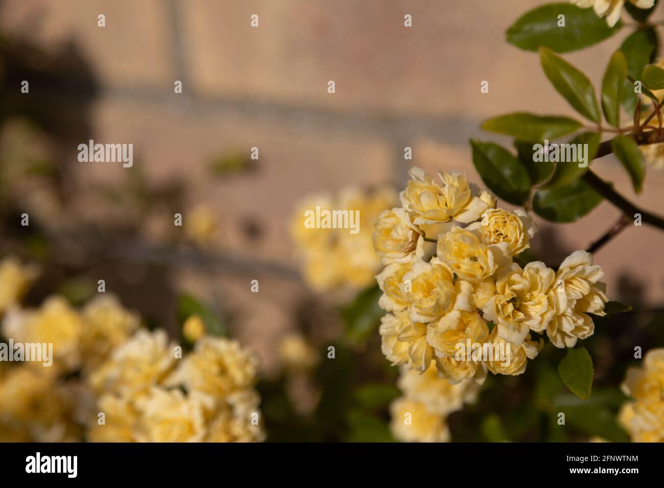 Rosa banksiae Lutea (rose des bancs jaunes) Banque D'Images