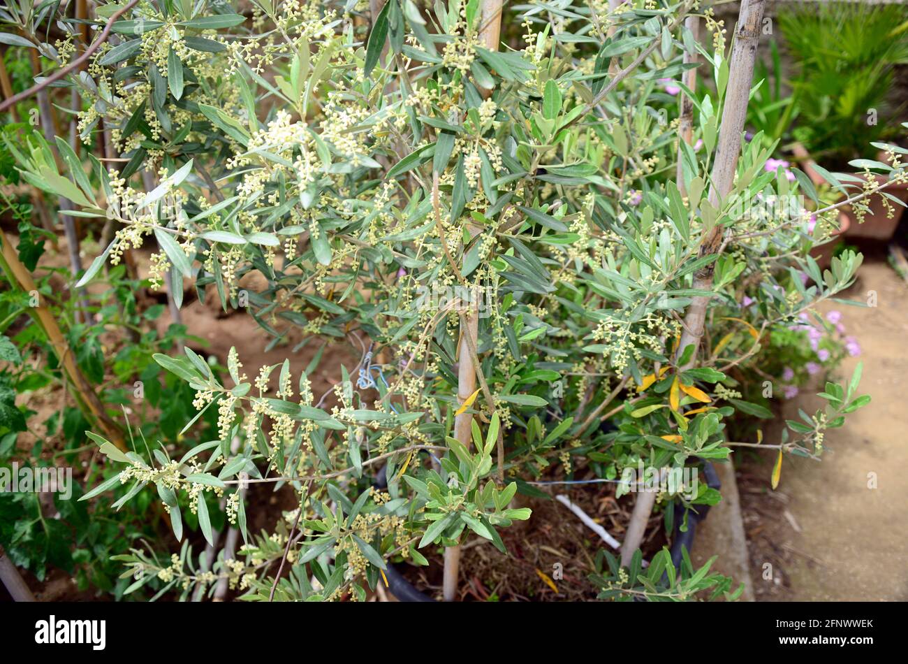 Olive, une plante qui permet la production d'huile à travers ses fruits Banque D'Images