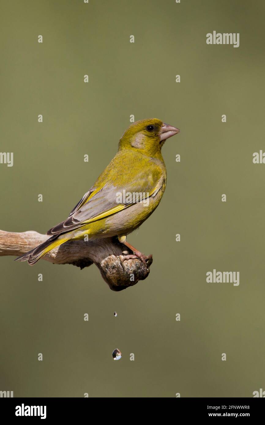 Le verdfinch européen ou simplement le verdfinch (chloris chloris) Banque D'Images