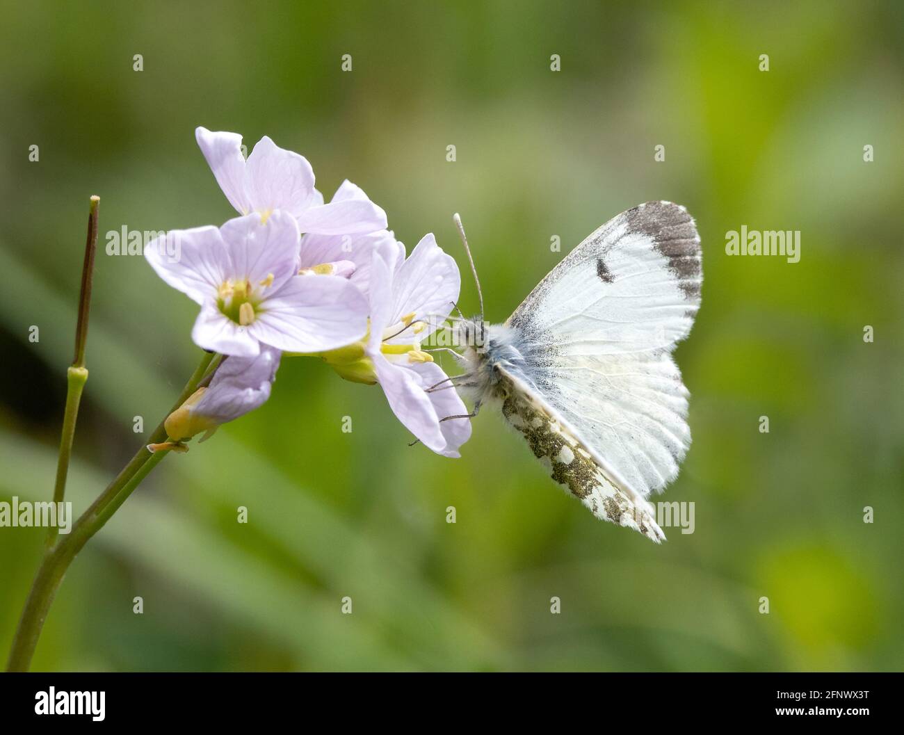 Papillon à pointe orange Anthocharis cardamines femelle sur Cuckoo Flower or Lady's Smock Cardamine pratensis - Herefordshire Royaume-Uni Banque D'Images