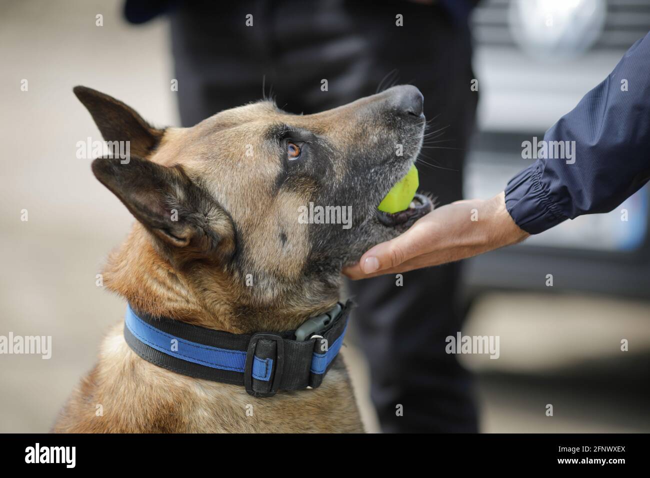 Détails de l'interaction entre un chien belge formé par les Malinois et son propriétaire. Banque D'Images