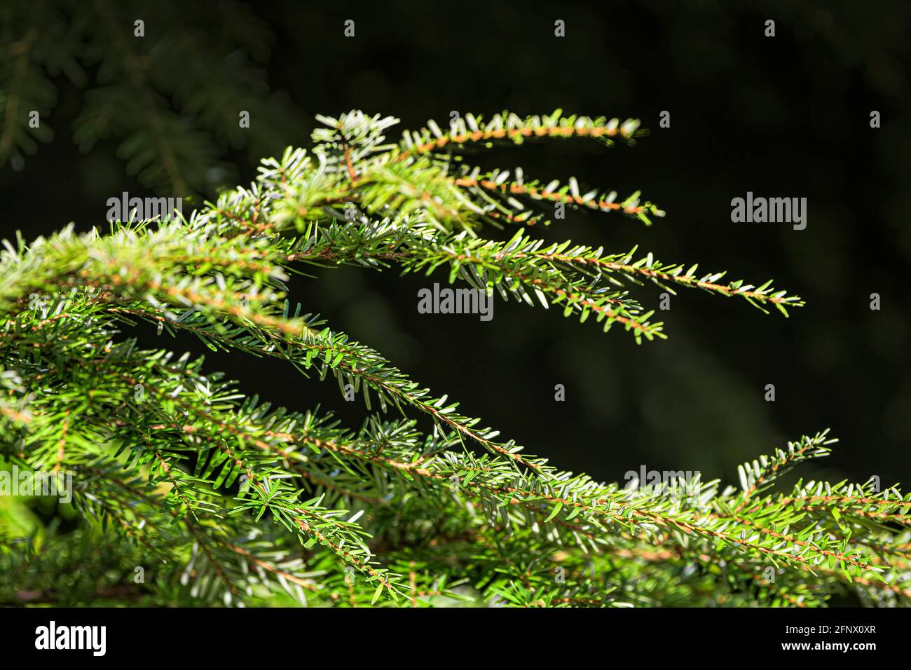 Couleurs d'automne. Branche de pin ensoleillée contre forêt sombre en arrière-plan. Banque D'Images