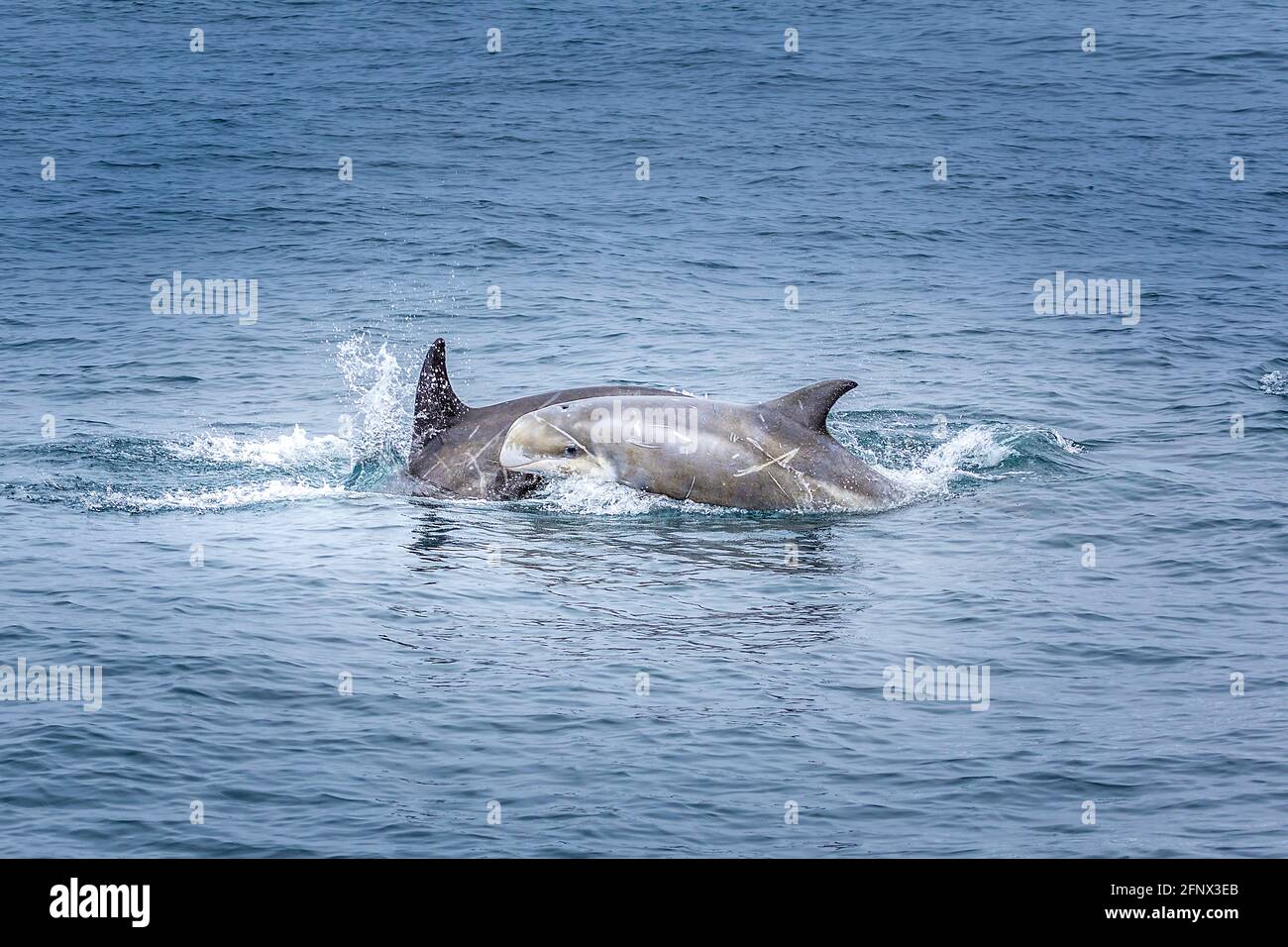 Bebe Dauphin Banque D Image Et Photos Alamy