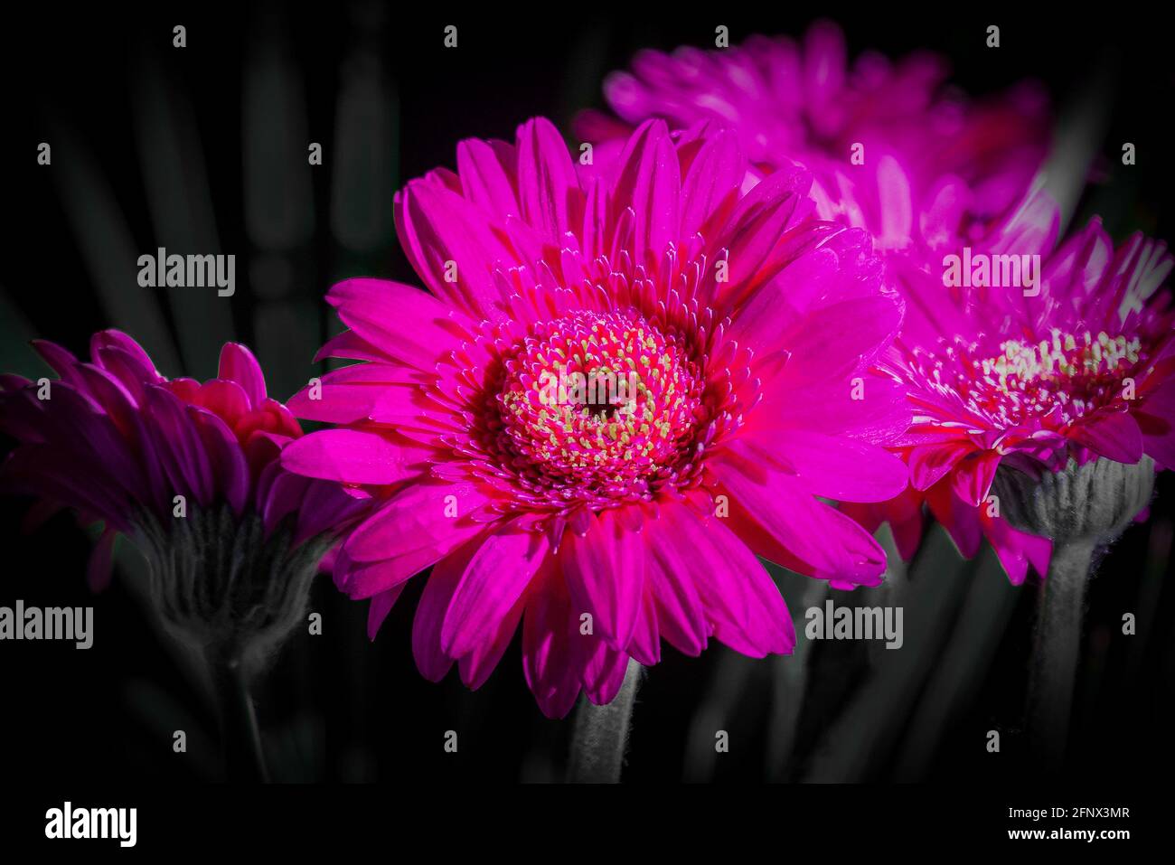 Gros plan de fleurs de Gerbera magenta colorées Banque D'Images