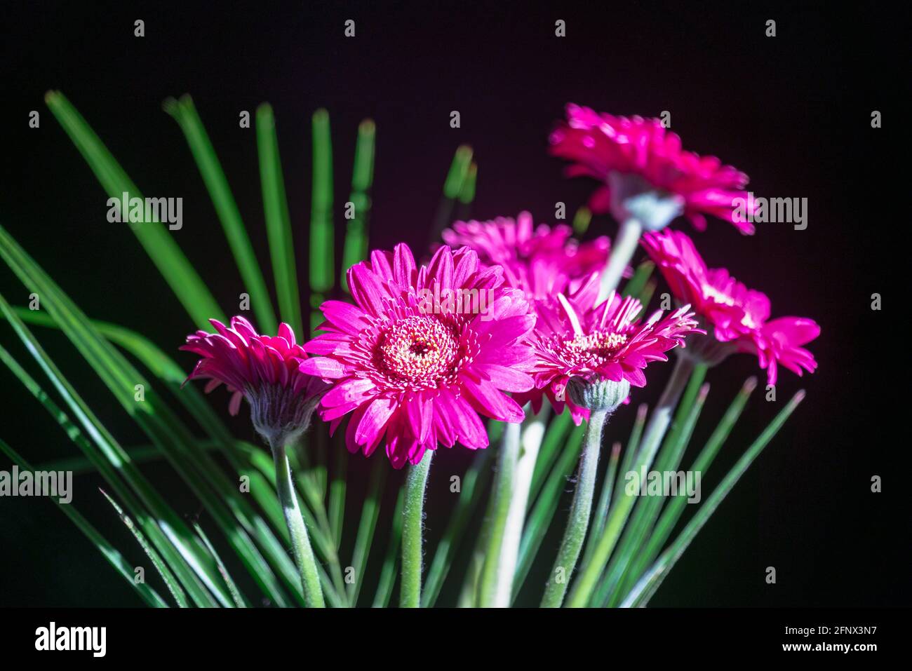 Gros plan de fleurs de Gerbera magenta colorées Banque D'Images