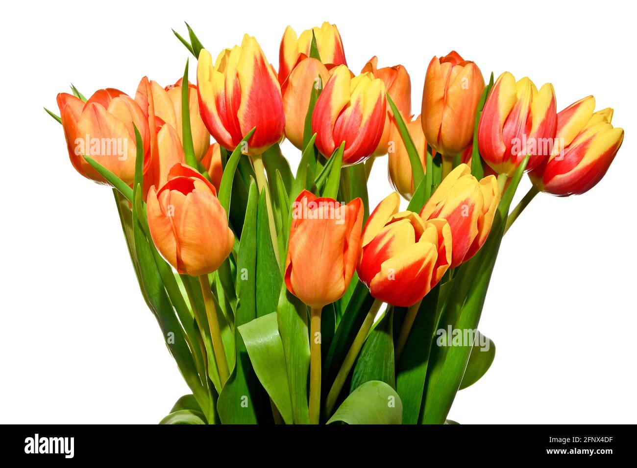 Bouquet de tulipes rouges et jaunes Banque D'Images