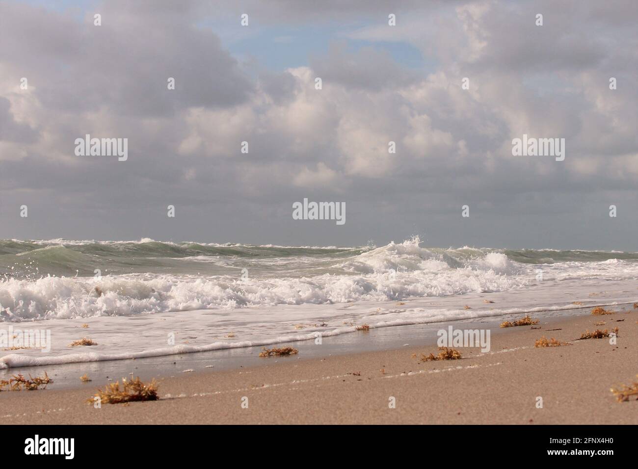 mauvaises herbes marines sur la plage Banque D'Images