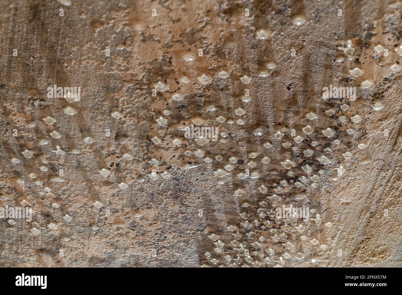 gouttes d'eau condensée sur le plafond du sous-sol - gros plan avec mise au point sélective. Banque D'Images