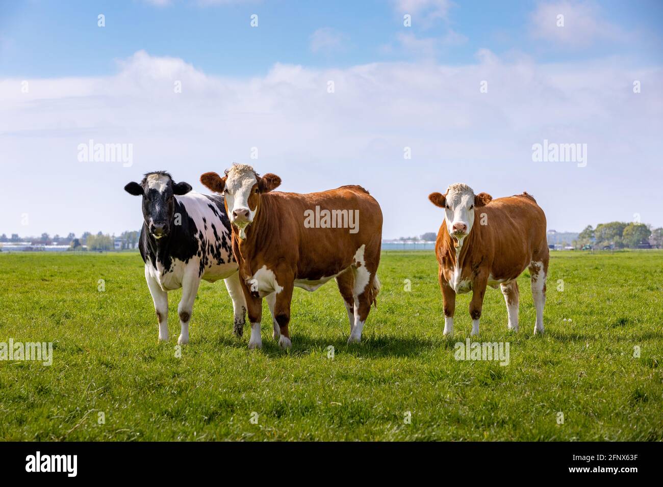 3 vaches curieuses dans un pâturage d'herbe verte à Sassenheim aux pays-Bas. Banque D'Images