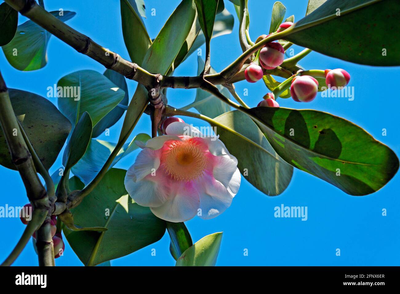 Fleur de Clusia sur arbre (Clusia grandiflora) Banque D'Images Fleur de Clusia sur arbre (Clusia grandiflora) Banque D'Images