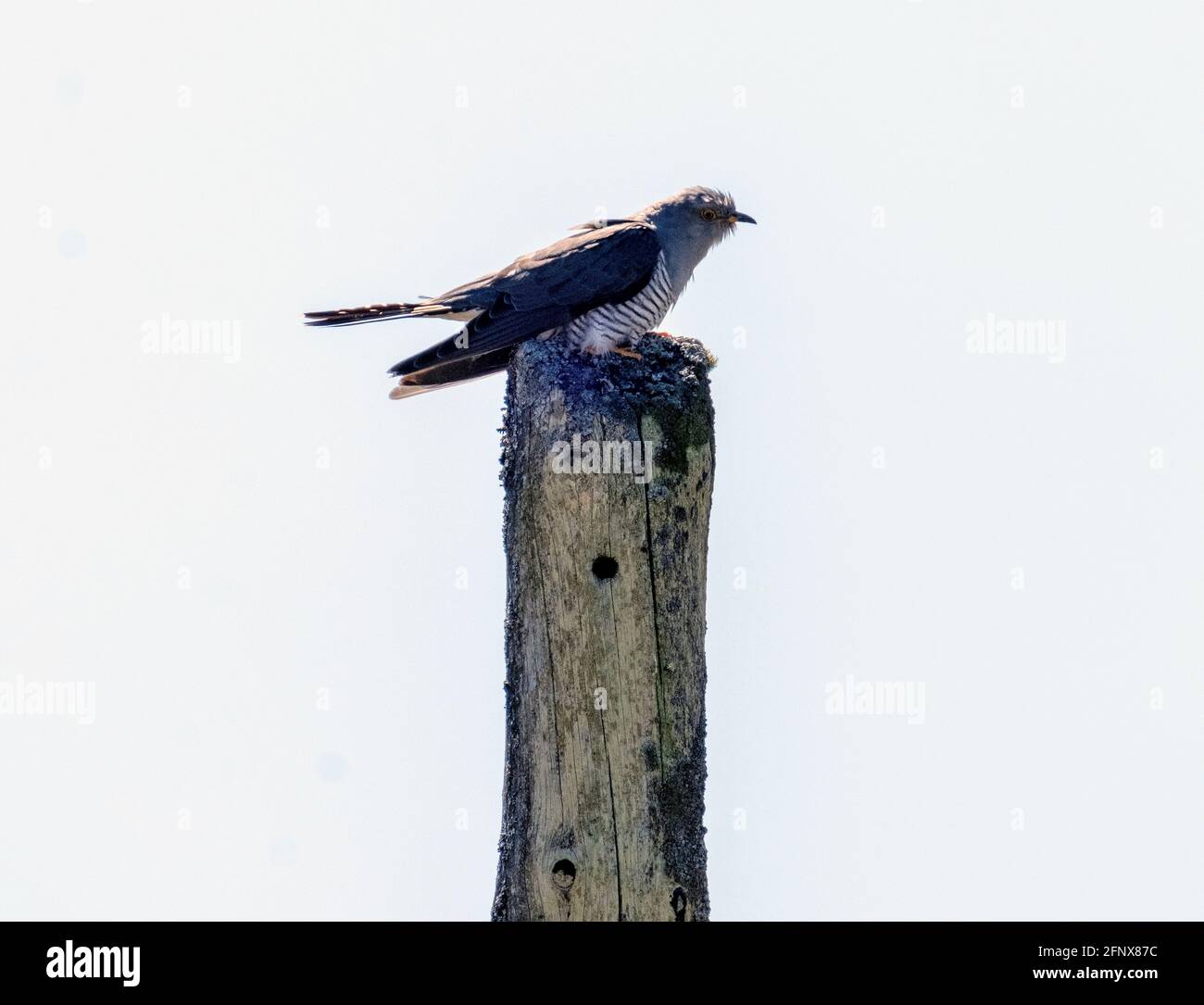 Cuculus canorus (Common Cuckoo) perché sur un poteau télégraphique, île de Colonsay, Écosse, Royaume-Uni. Banque D'Images Cuculus canorus (Common Cuckoo) perché sur un poteau télégraphique, île de Colonsay, Écosse, Royaume-Uni. Banque D'Images