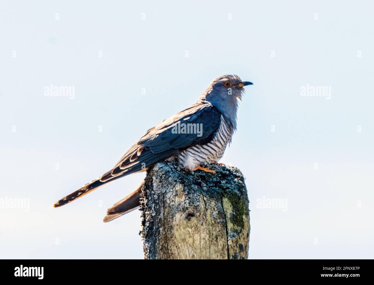 Cuculus canorus (Common Cuckoo) perché sur un poteau télégraphique, île de Colonsay, Écosse, Royaume-Uni. Banque D'Images Cuculus canorus (Common Cuckoo) perché sur un poteau télégraphique, île de Colonsay, Écosse, Royaume-Uni. Banque D'Images