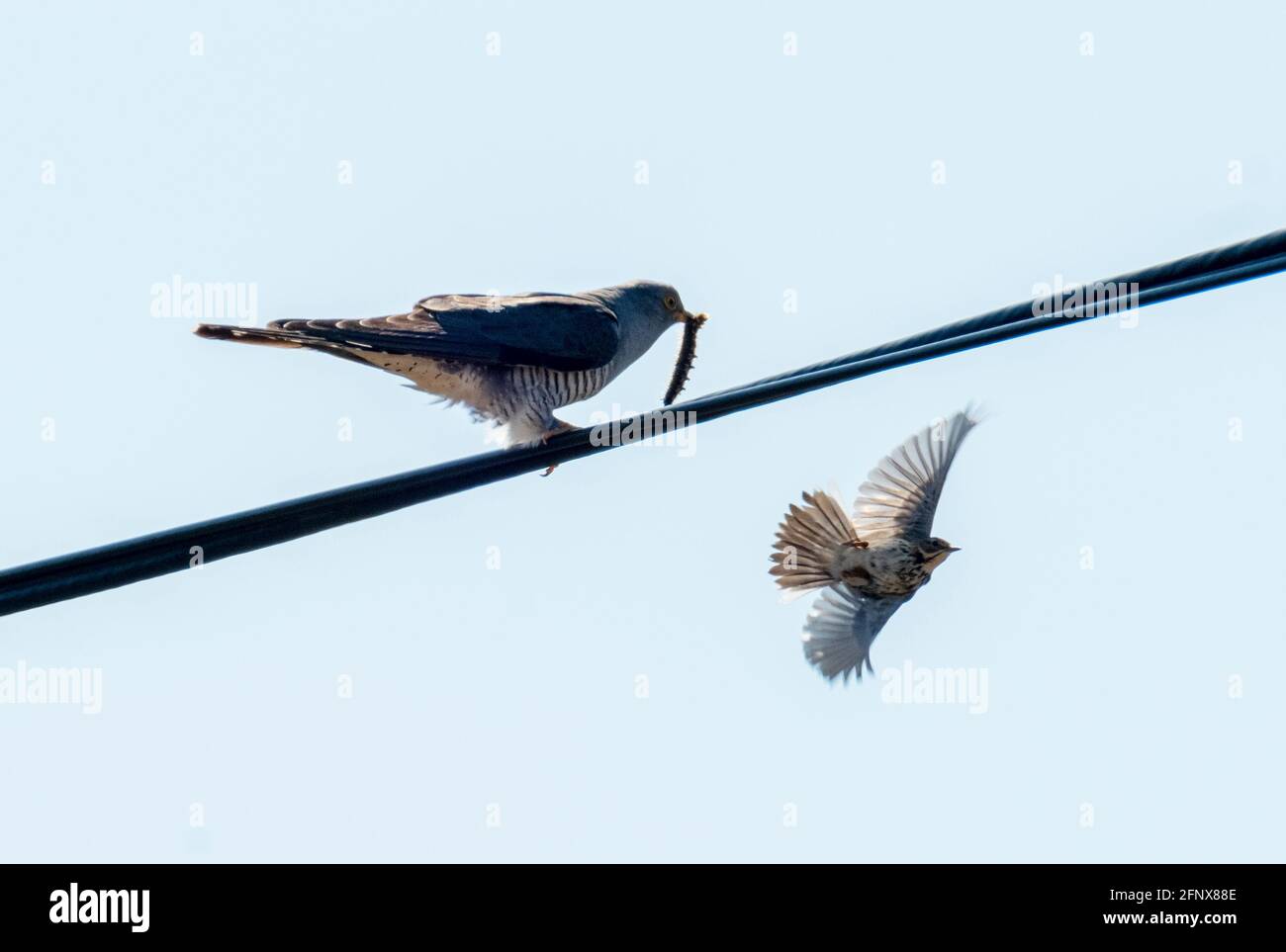 Common Cuckoo (Cuculus canorus) perché sur une ligne télégraphique tente d'attirer un Meadow Pipit avec une chenille, Isle of Colonsay, Écosse, Royaume-Uni. Banque D'Images