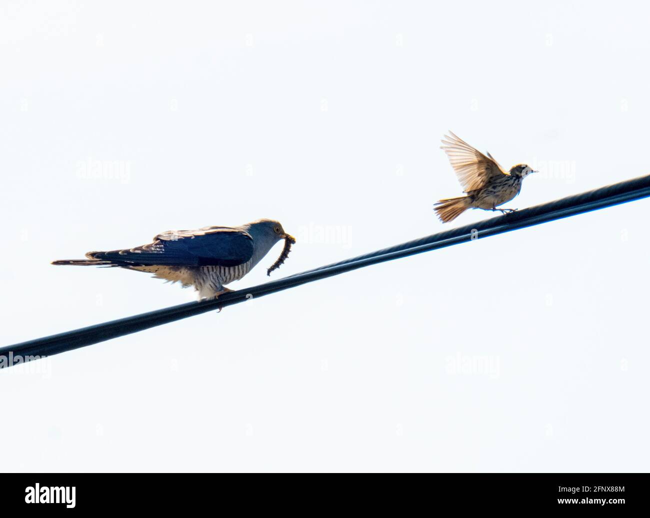 Common Cuckoo (Cuculus canorus) perché sur une ligne télégraphique tente d'attirer un Meadow Pipit avec une chenille, Isle of Colonsay, Écosse, Royaume-Uni. Banque D'Images