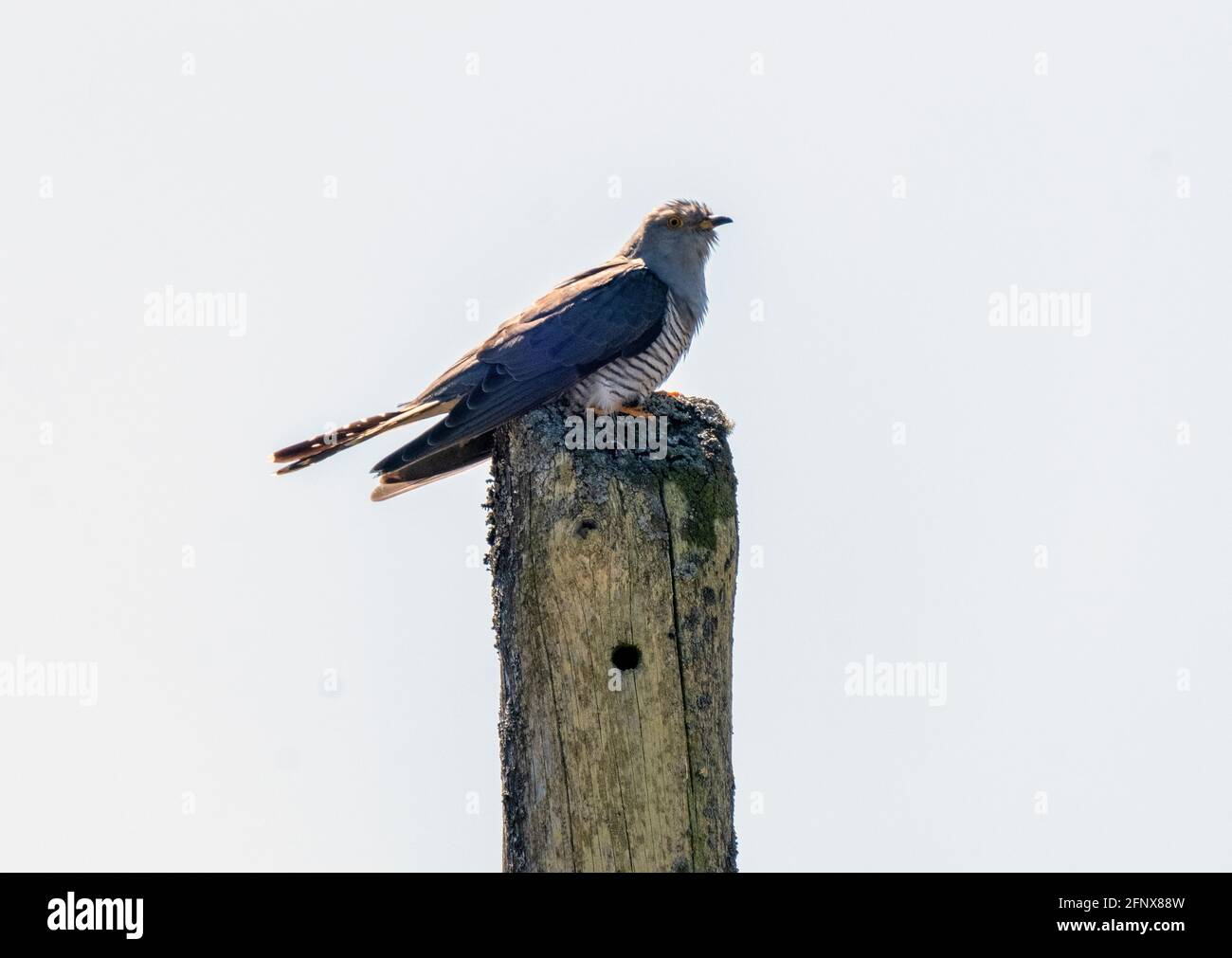 Cuculus canorus (Common Cuckoo) perché sur un poteau télégraphique, île de Colonsay, Écosse, Royaume-Uni. Banque D'Images Cuculus canorus (Common Cuckoo) perché sur un poteau télégraphique, île de Colonsay, Écosse, Royaume-Uni. Banque D'Images