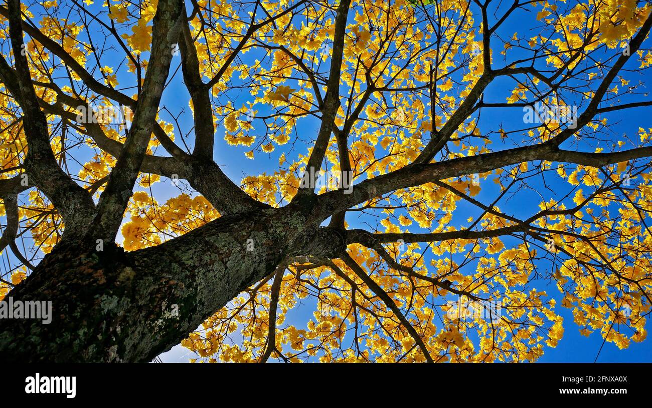 Trompette d'or ou demi-arbre jaune (Handroanthus chrysotrichus) Banque D'Images