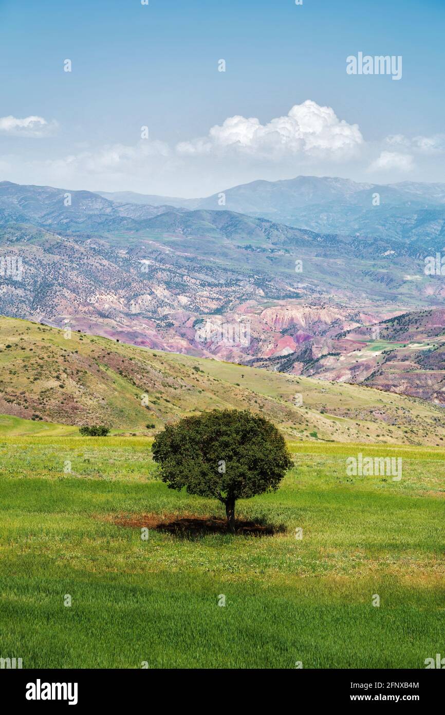 La belle vue d'un seul arbre, nature Alamut dans la province de Ghazvin en Iran. Banque D'Images