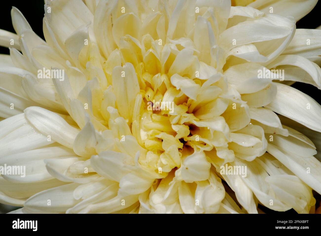 Gros plan de Chrysanthemum Flower pédalier résumé voir la bannière de conception Banque D'Images