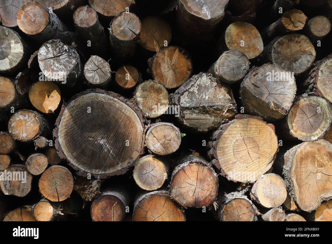 Pile de bois. Banque D'Images