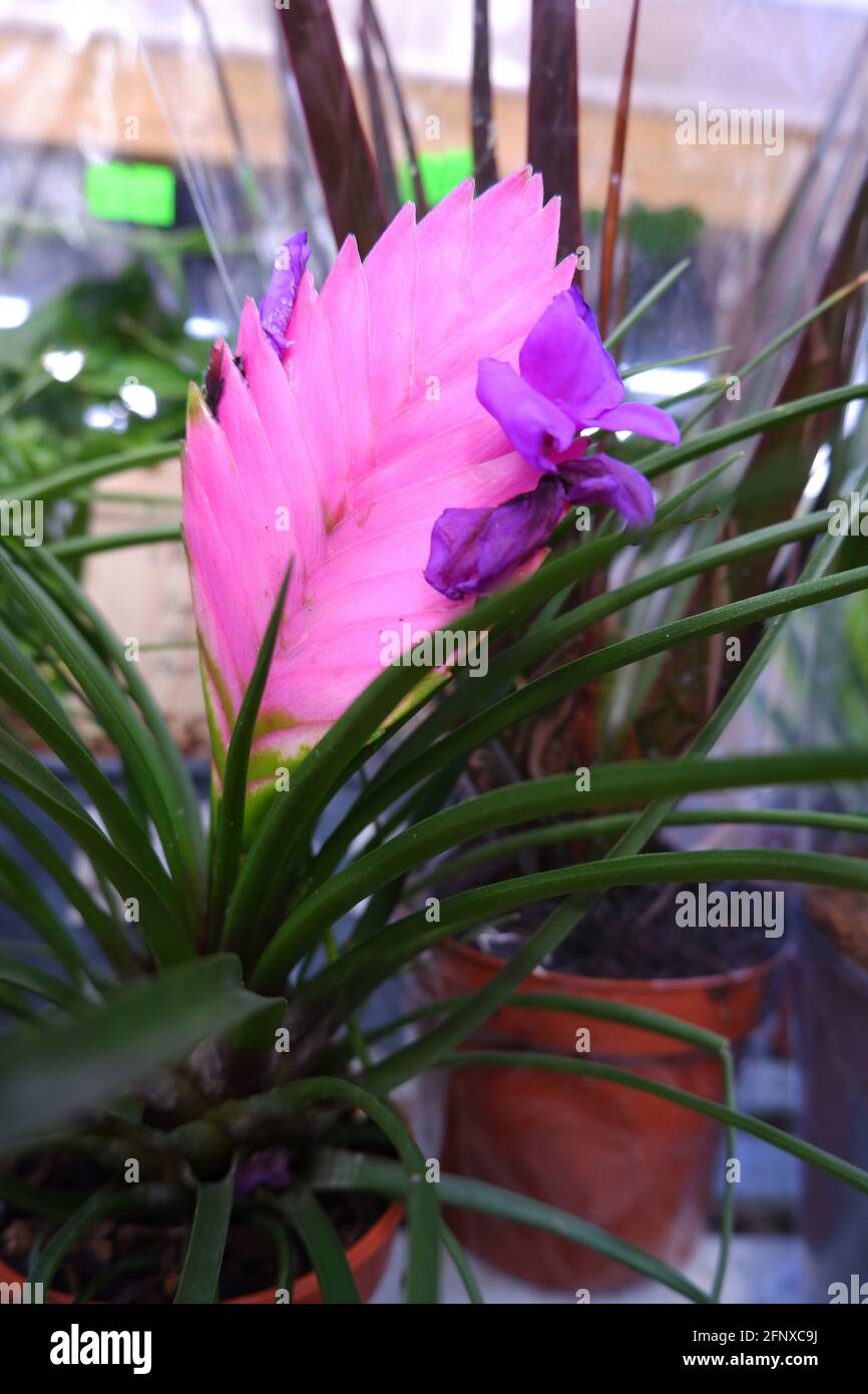Une plante exotique avec une fleur rose vif en forme de peigne et de fines  feuilles vertes dans un pot Photo Stock - Alamy