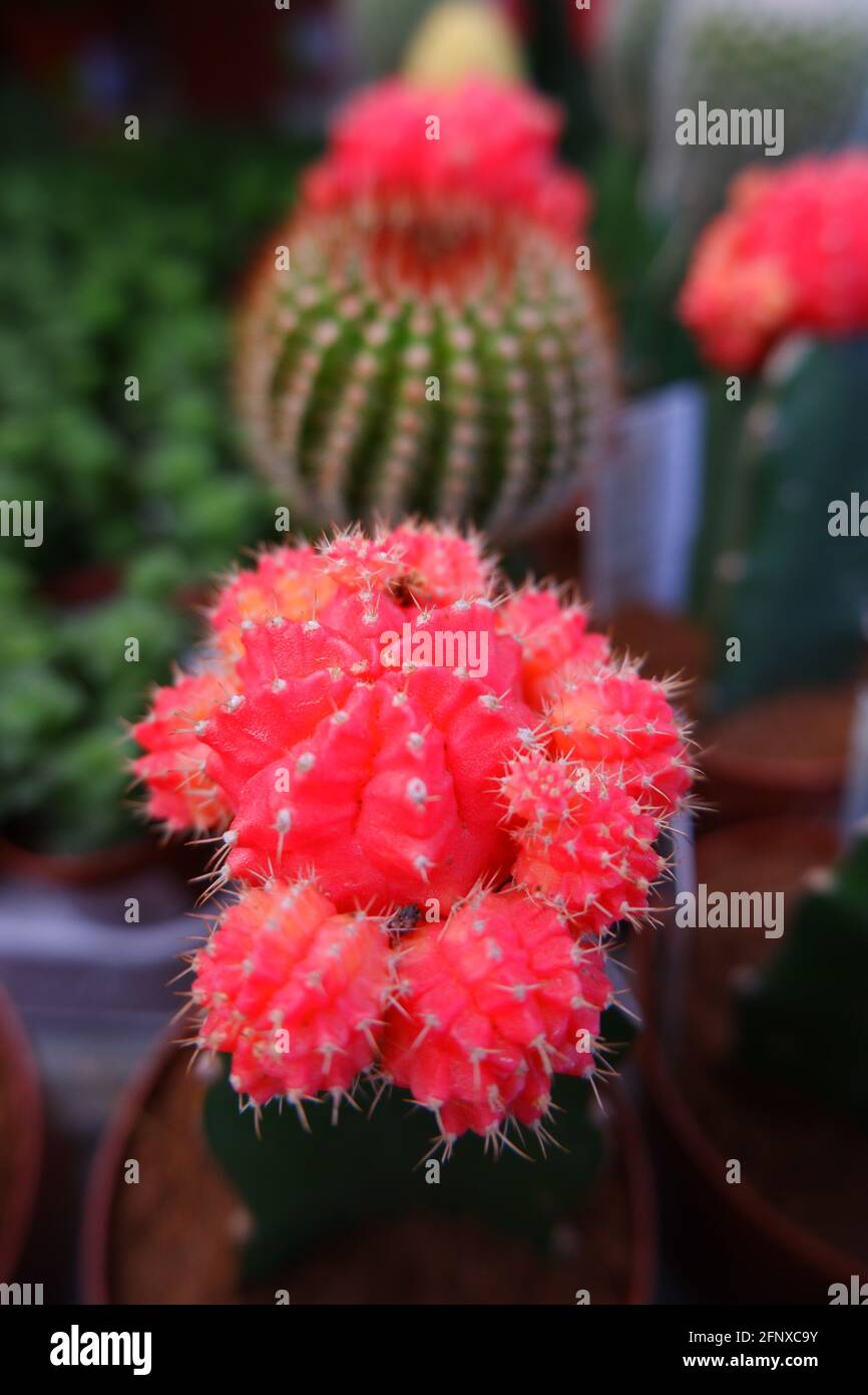 Des cactus rouges inhabituels poussent sur des cactus verts communs. Banque D'Images