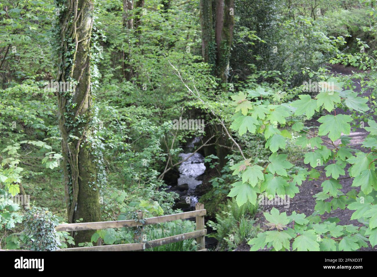 Promenez-vous dans la nature stupéfait de North Devon Banque D'Images