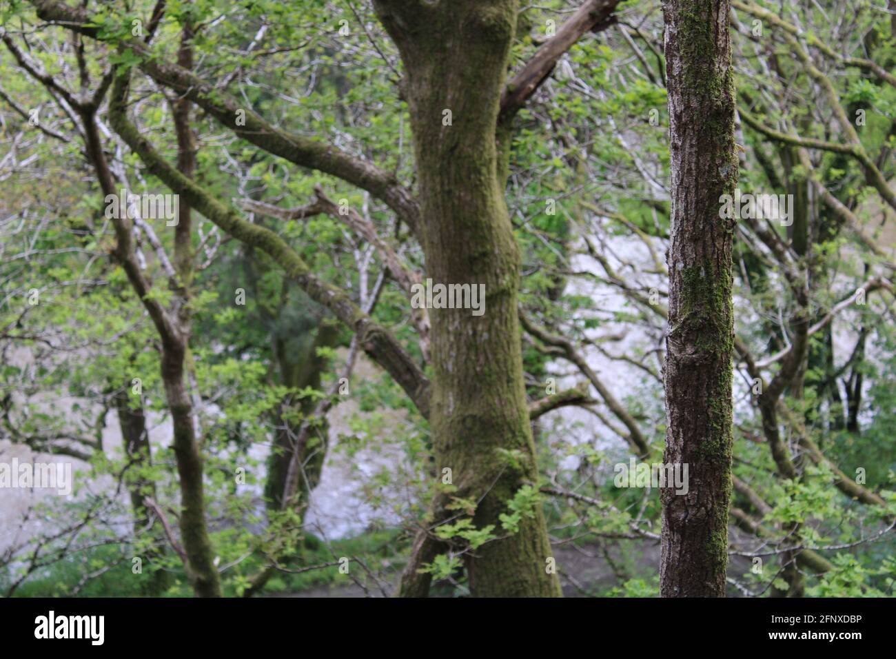Promenez-vous dans la nature stupéfait de North Devon Banque D'Images