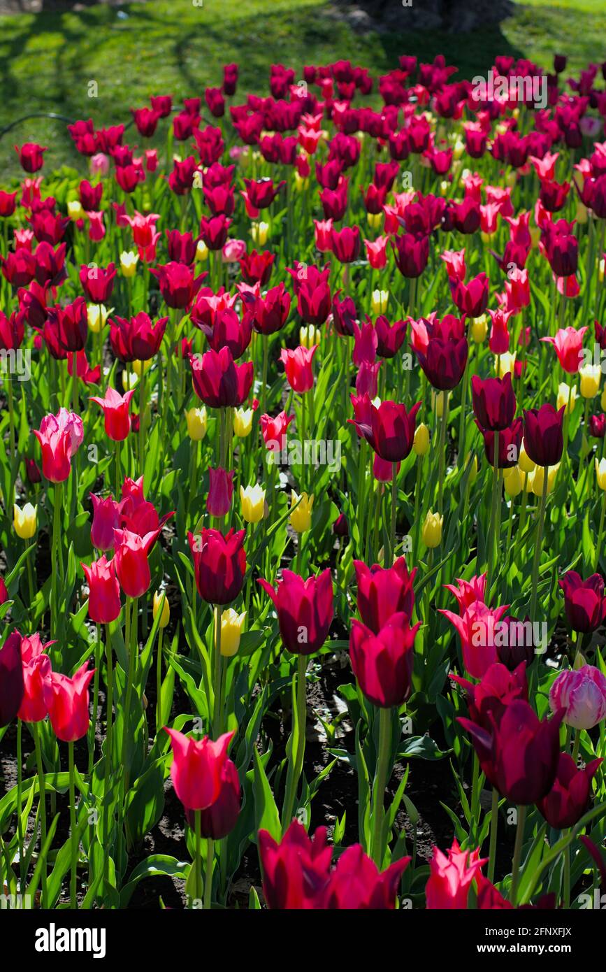 Mon lit préféré de tulipes (Mariette, Merlot, élégante Lady) lors d'une matinée ensoleillée au Festival canadien des tulipes 2021 à Ottawa, Ontario, Canada. Banque D'Images