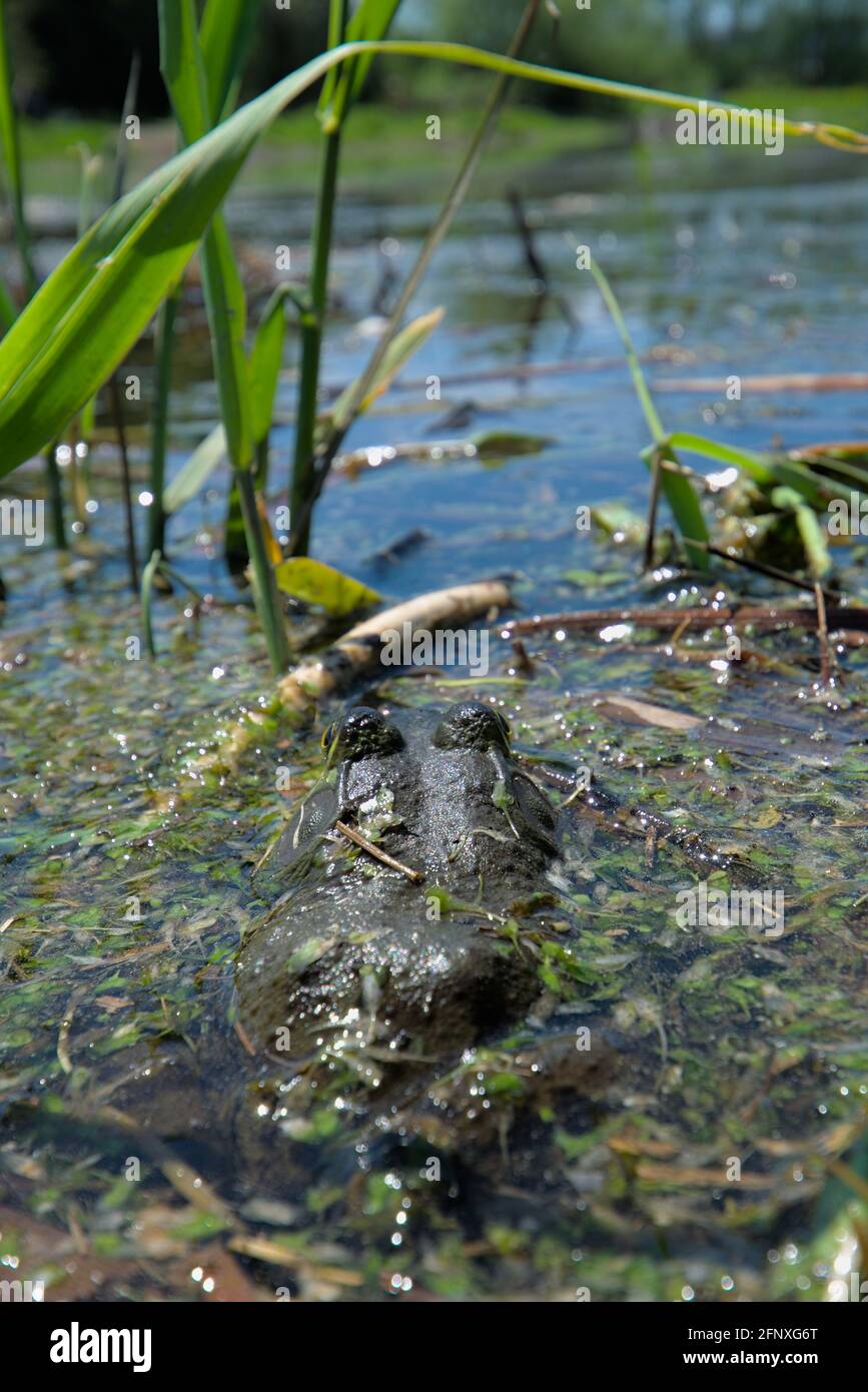 Grenouille verte (Lithobates clamitans) assise dans les roseaux au bord d'un étang près de la rivière Rideau à Ottawa (Ontario), Canada. Banque D'Images