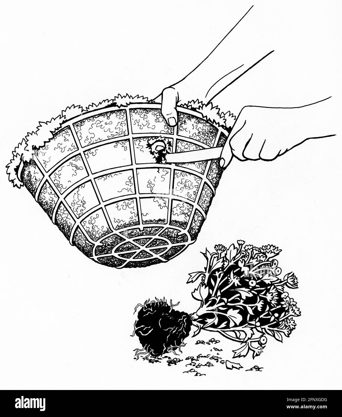 un dessin d'une paire de mains top plantant un panier suspendu équipé d'une doublure en mousse sphaigne Banque D'Images