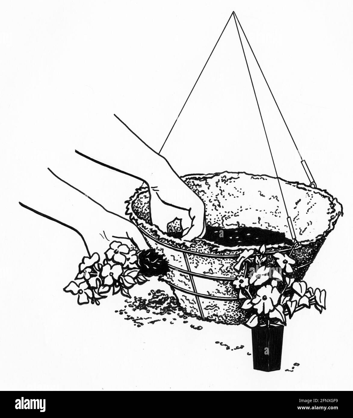 dessin d'une paire de mains pochant un trou dans un sac de mousse de sphagnum en préparation pour la plantation latérale un panier suspendu Banque D'Images