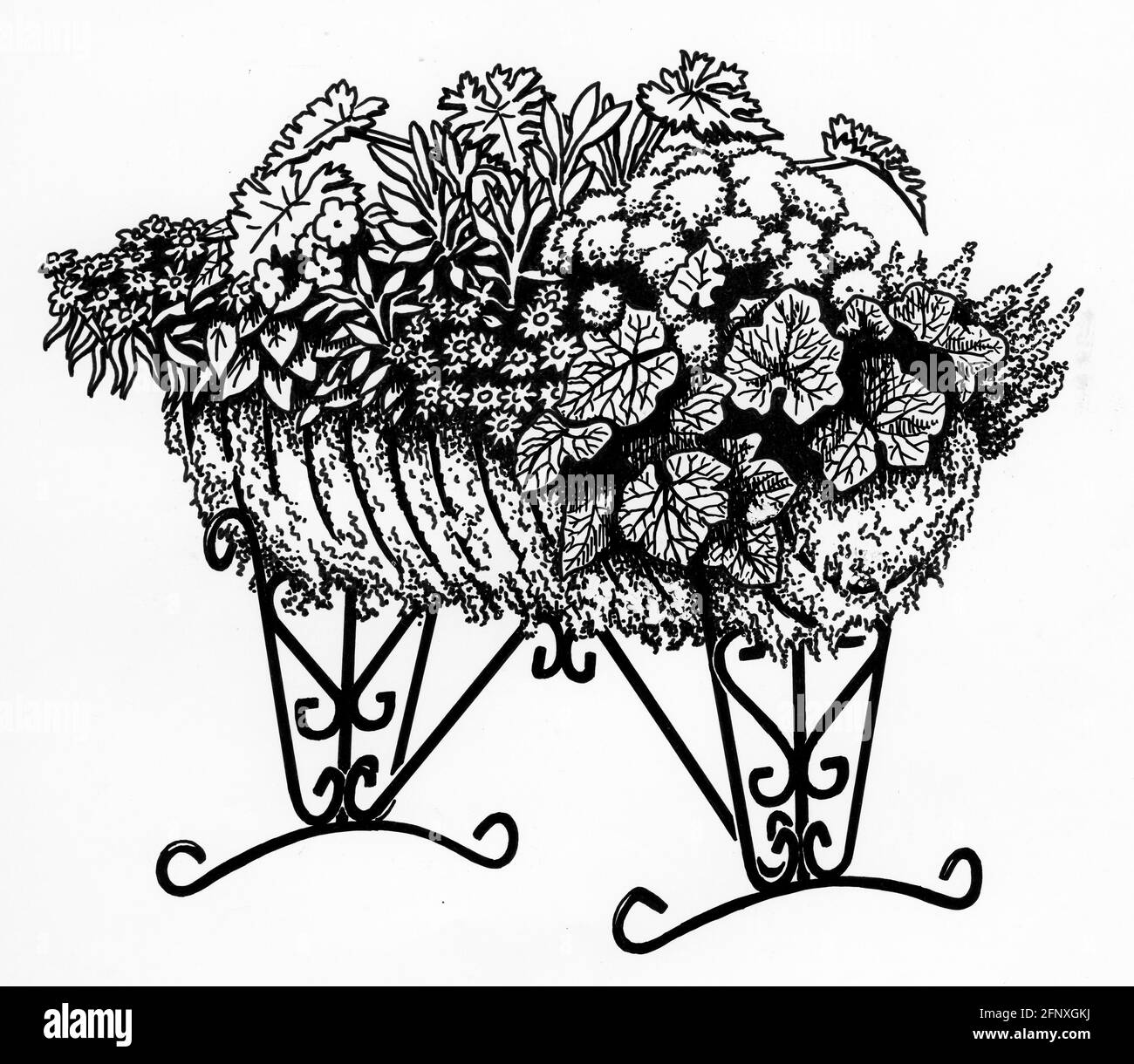 Dessin d'un semoir à berceau complet avec un sphagnum doublure en mousse et plantes à fleurs Banque D'Images