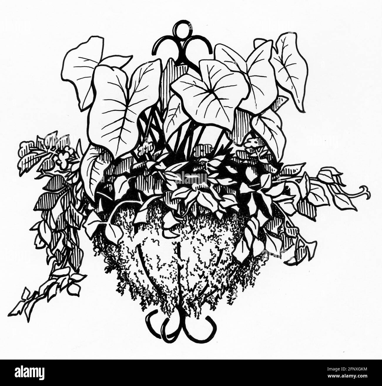 Dessin d'un panier mural complet avec un sphagnum doublure en mousse et plantes à fleurs Banque D'Images