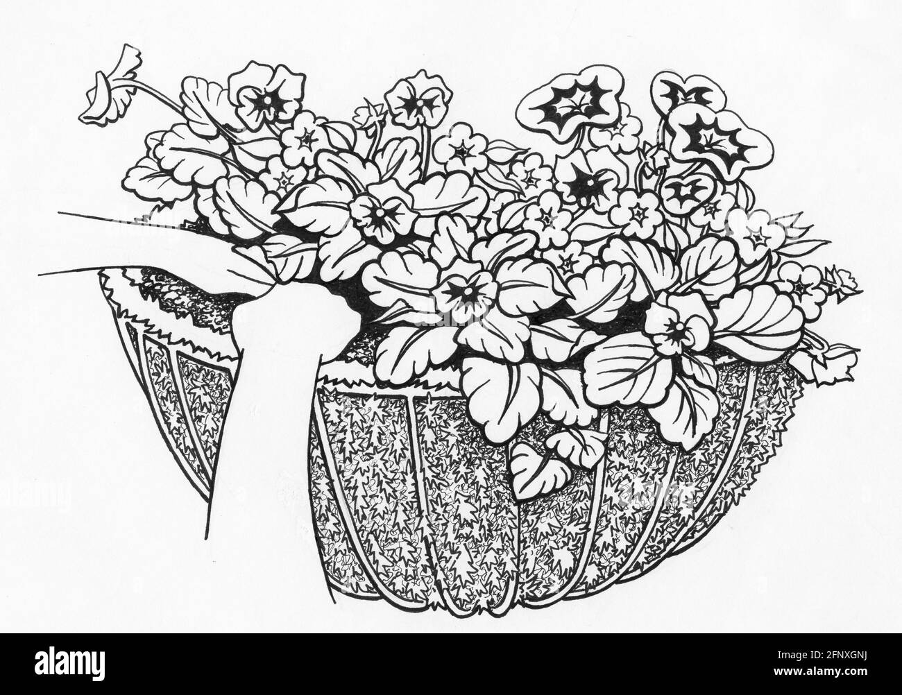 Dessin d'un panier mural complet avec un sphagnum doublure en mousse et plantes à fleurs Banque D'Images
