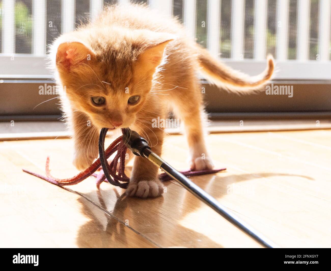 Un chaton à poil court au gingembre blanc et orange joue avec un jouet dans la lumière du soleil depuis une fenêtre Banque D'Images