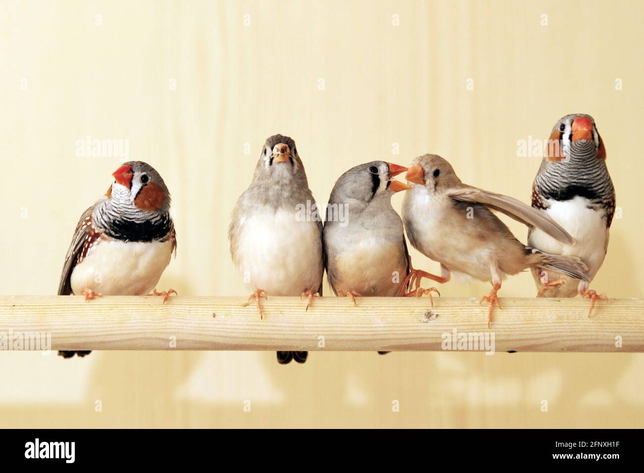 zébrée (Poephila guttata, Taeniopygia guttata), zébrée dans une cage d'oiseaux Banque D'Images