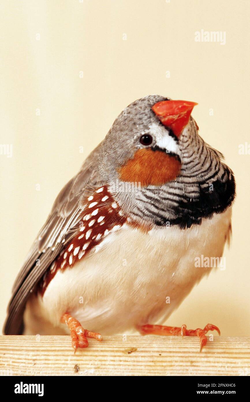 Zèbre finch (Poephila guttata, Taeniopygia guttata), zèbre finch dans une cage d'oiseaux Banque D'Images