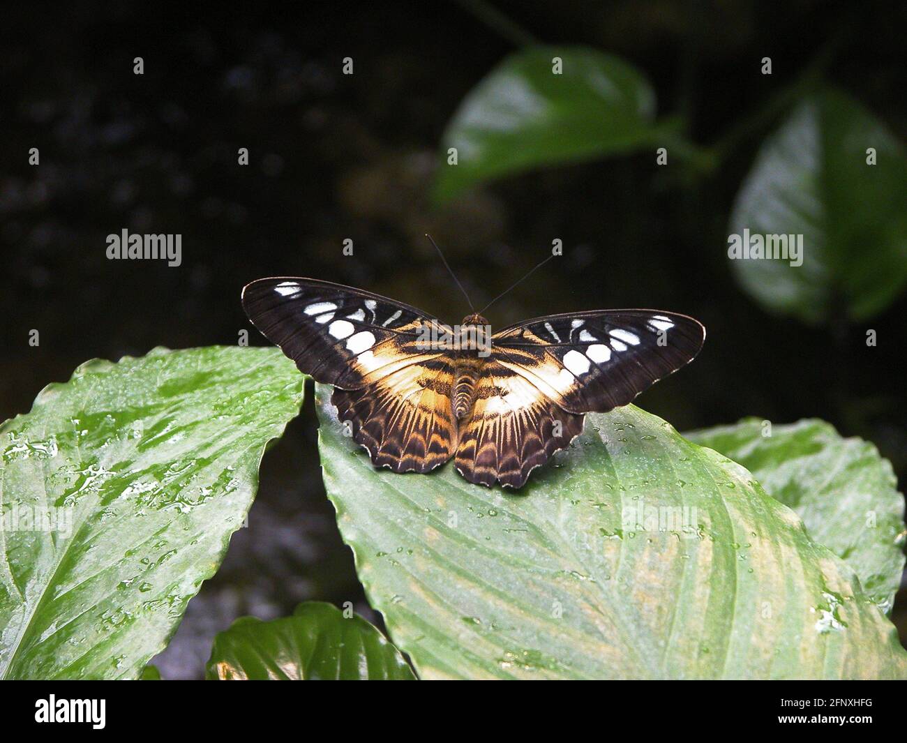 Clipper (Parthenos sylvia, Papilio slyvia), se trouve sur une feuille Banque D'Images