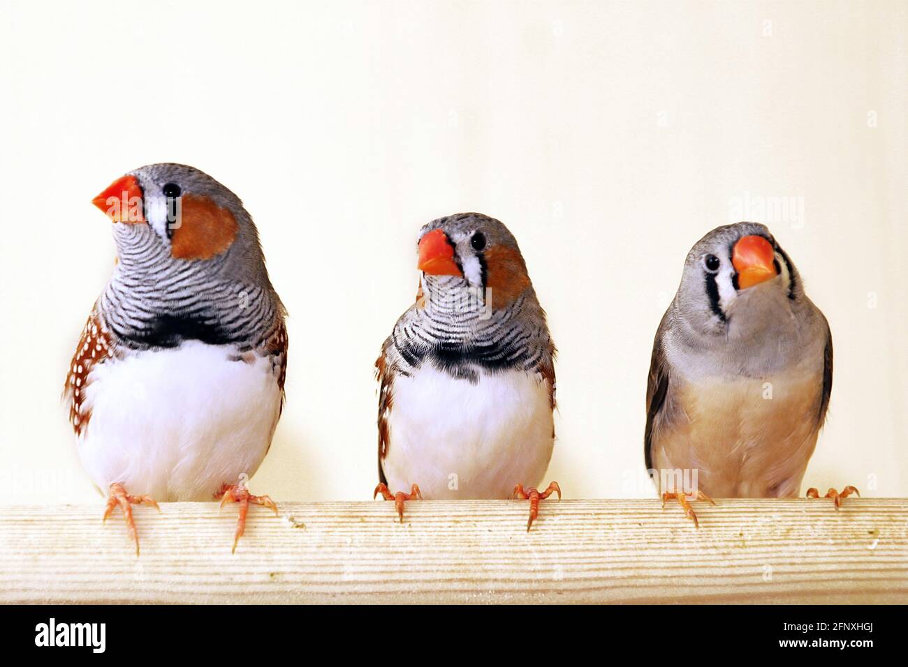 zébrée (Poephila guttata, Taeniopygia guttata), zébrée dans une cage d'oiseaux Banque D'Images